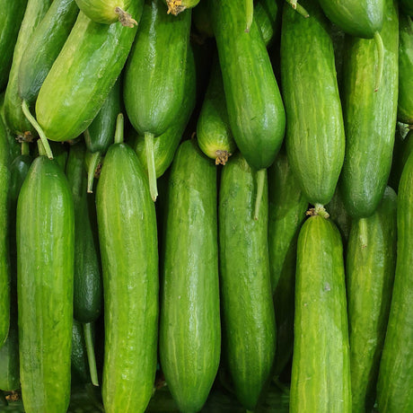 Cucumber Seeds - Vining - Straight Eight - Alliance of Native Seedkeepers - Vegetable Seeds