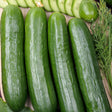 Cucumber Seeds - Vining - Tendergreen Burpless - Alliance of Native Seedkeepers - Vegetable Seeds