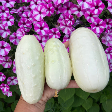 Cucumber Seeds - Vining - White Wonder - Alliance of Native Seedkeepers - Vegetable Seeds