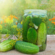 Cucumber Seeds - Vining - Wisconsin SMR - Alliance of Native Seedkeepers - Vegetable Seeds