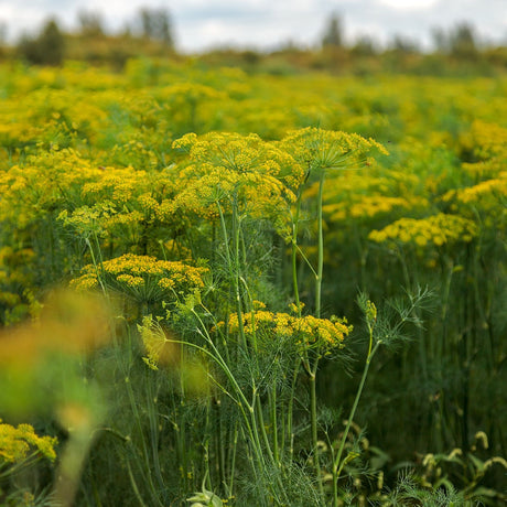 Dill Seeds - Dukat - Alliance of Native Seedkeepers - Herb Seeds