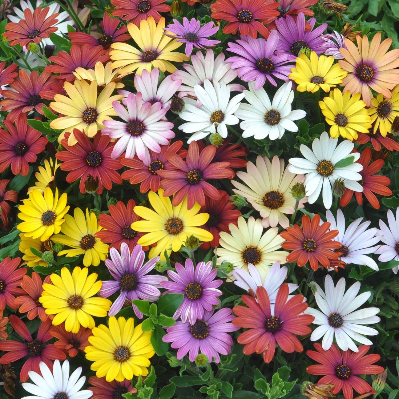 Dimorphotheca Seeds - African Daisy Mix - Alliance of Native Seedkeepers - Flower Seeds