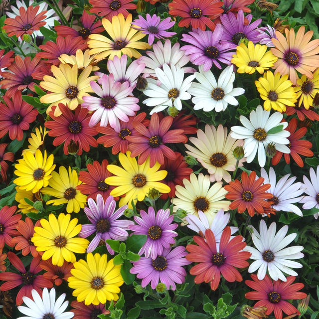 Dimorphotheca Seeds - African Daisy Mix - Alliance of Native Seedkeepers - Flower Seeds