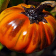 Eggplant Seeds - Turkish Orange - Alliance of Native Seedkeepers - Vegetable Seeds