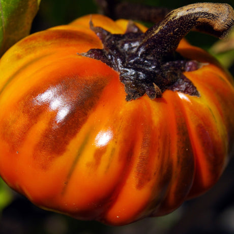 Eggplant Seeds - Turkish Orange - Alliance of Native Seedkeepers - Vegetable Seeds