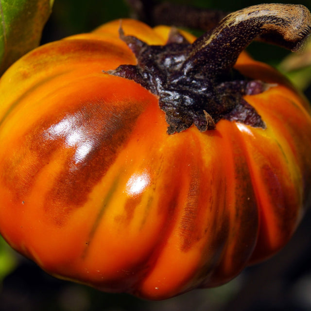 Eggplant Seeds - Turkish Orange - Alliance of Native Seedkeepers - Vegetable Seeds