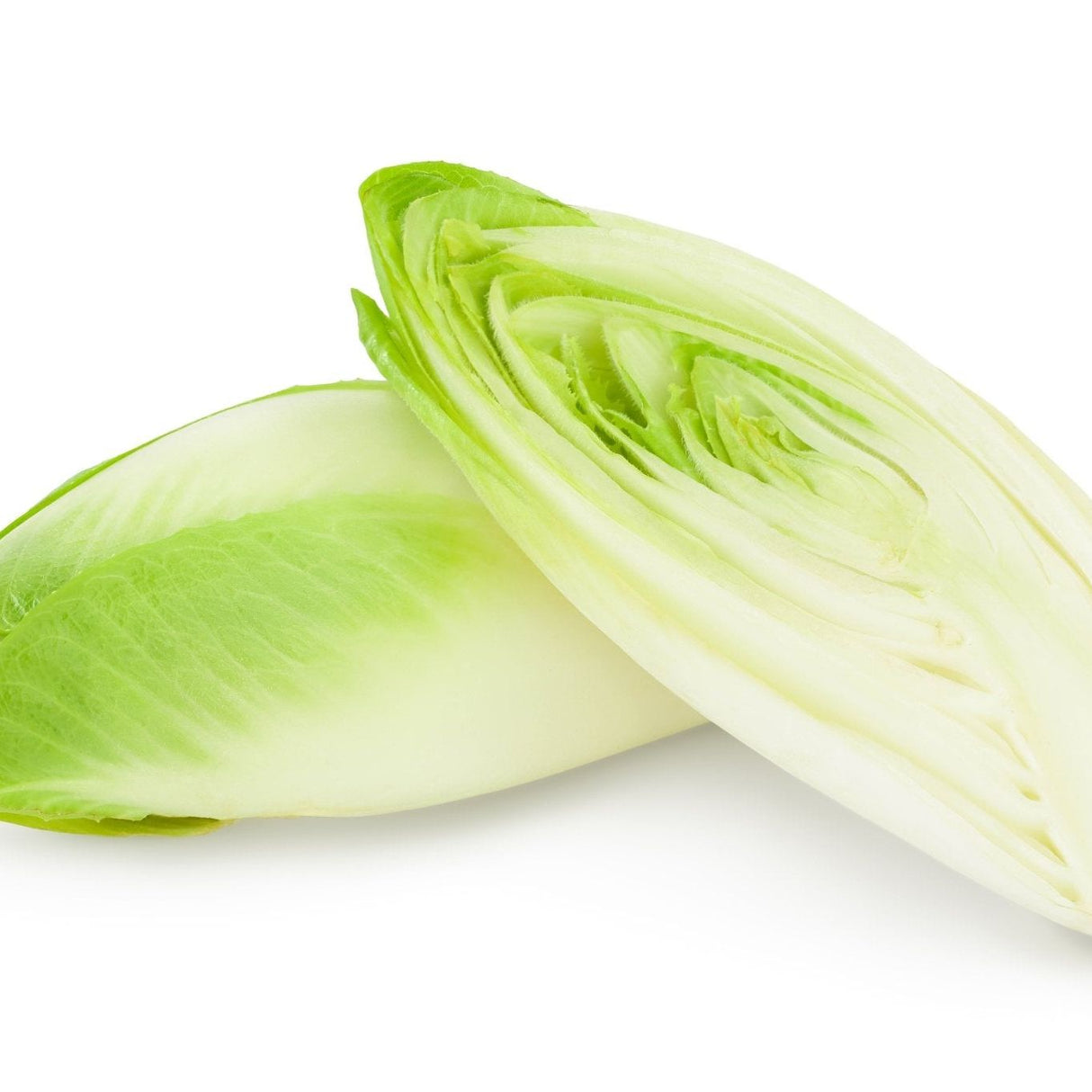 Endive Seeds - Witloof Chicory - Alliance of Native Seedkeepers - Vegetable Seeds