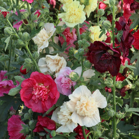 Hollyhock Seeds - Chater's Double Mixed Hollyhock - Alliance of Native Seedkeepers - Flower Seeds