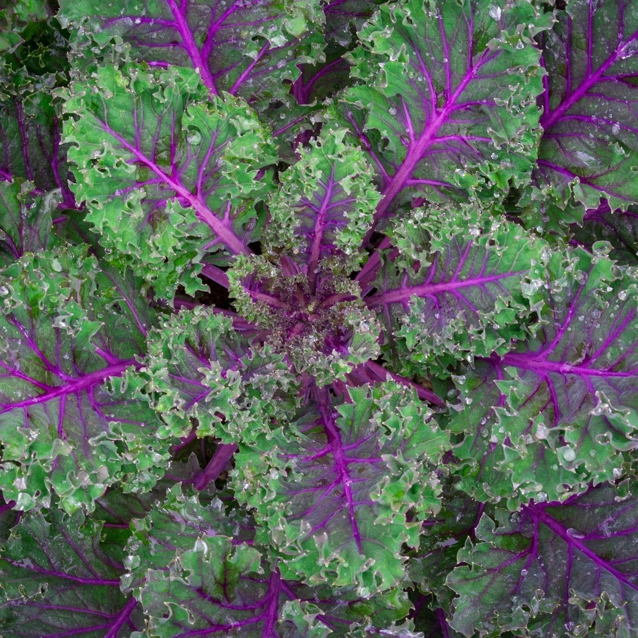 Kale Seeds - Red Russian Kale - Alliance of Native Seedkeepers - Vegetable Seeds