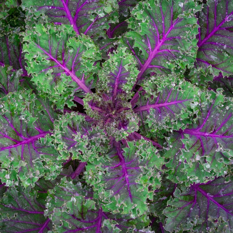 Kale Seeds - Red Russian Kale - Alliance of Native Seedkeepers - Vegetable Seeds