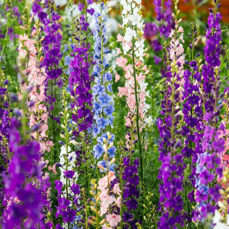 Larkspur Seeds - Giant Imperial Mixed Color Larkspur - Alliance of Native Seedkeepers - Flower Seeds