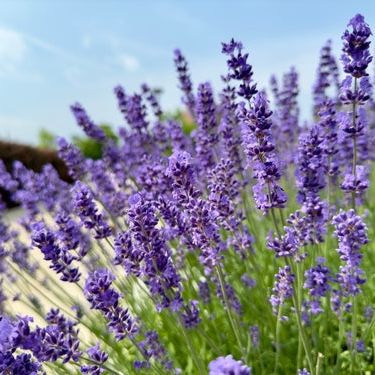 Lavender Seeds - English Lavender (Vera) - Alliance of Native Seedkeepers - Herb Seeds