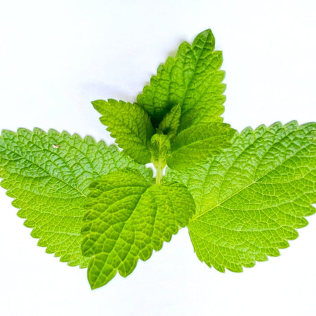 Yellow Green Lemon Balm Seeds Alliance Of Native Seedkeepers Herb Seeds