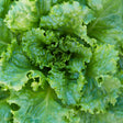 Lettuce Seeds - Grand Rapids Leaf - Alliance of Native Seedkeepers - Vegetable Seeds