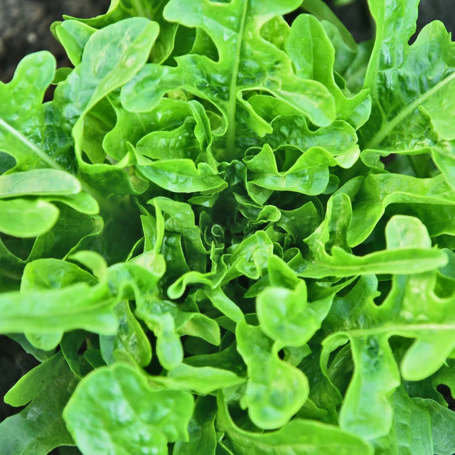 Lettuce Seeds - Royal Oakleaf - Alliance of Native Seedkeepers - Vegetable Seeds