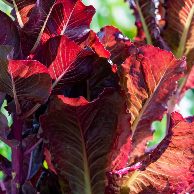 Lettuce Seeds - Super Red Romaine - Alliance of Native Seedkeepers - Vegetable Seeds