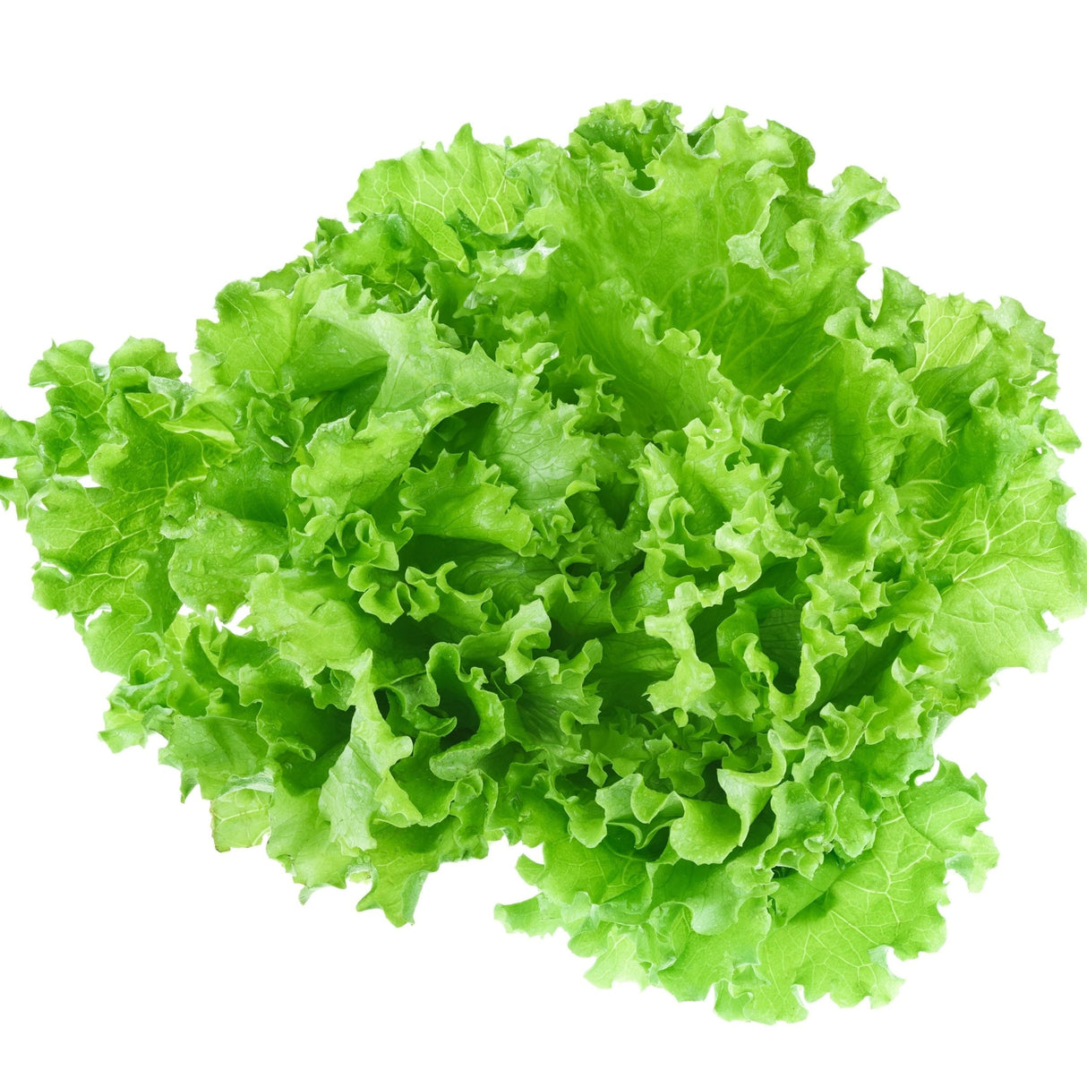 Yellow Green Lettuce Seeds - Tango Leaf Alliance Of Native Seedkeepers Vegetable Seeds