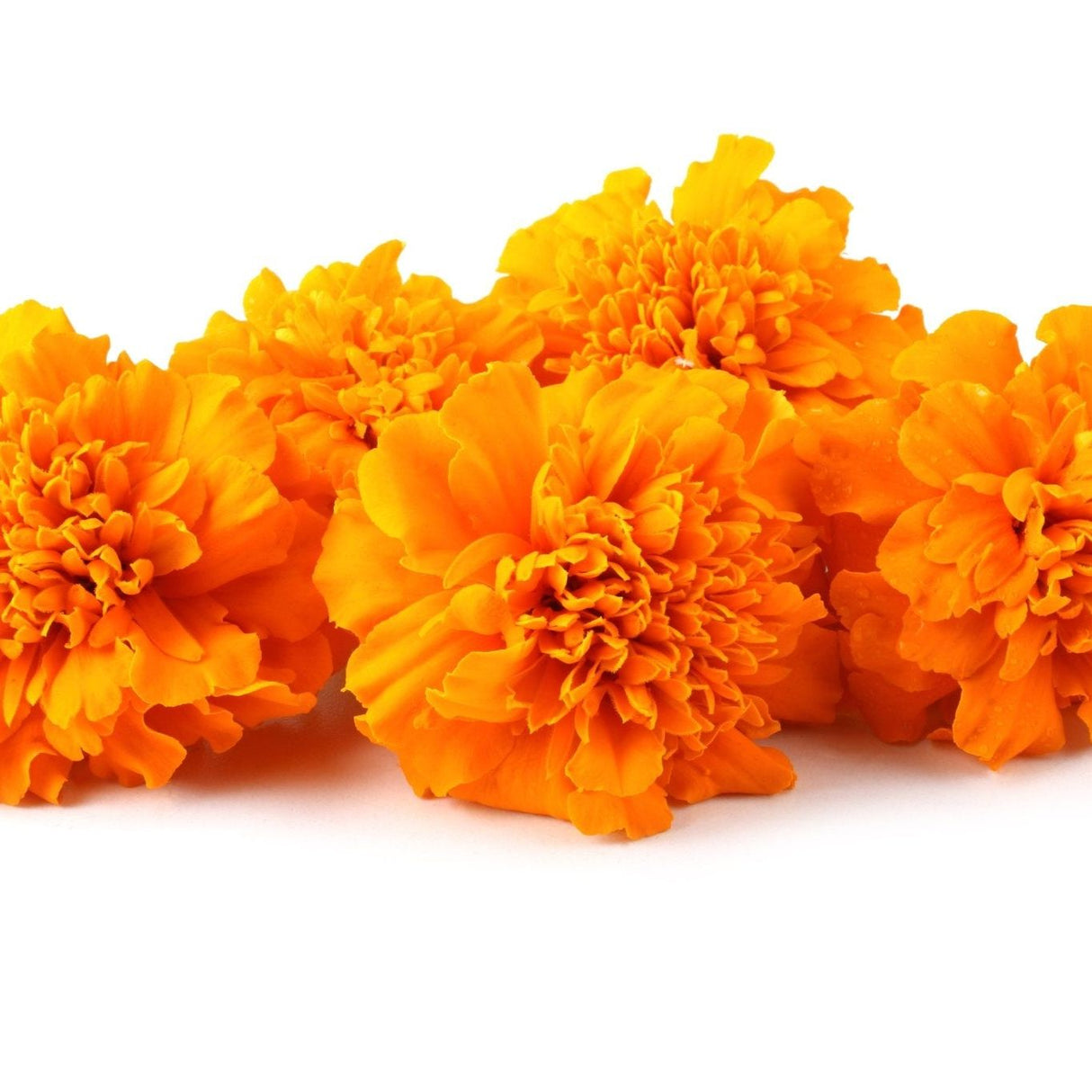 Marigold Seeds - Crackerjack Mixed Marigolds - Alliance of Native Seedkeepers - Flower Seeds