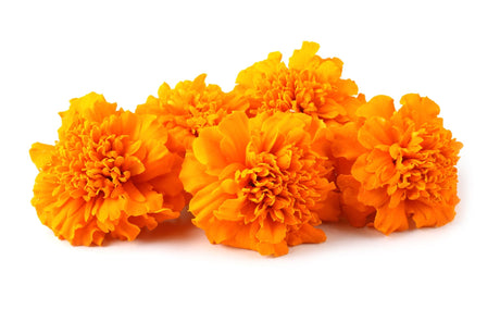 Marigold Seeds - Crackerjack Mixed Marigolds - Alliance of Native Seedkeepers - Flower Seeds