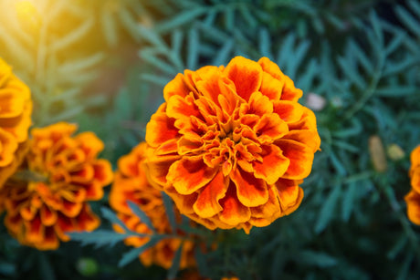 Marigold Seeds - Dwarf French Mixed Marigold - Alliance of Native Seedkeepers - Flower Seeds