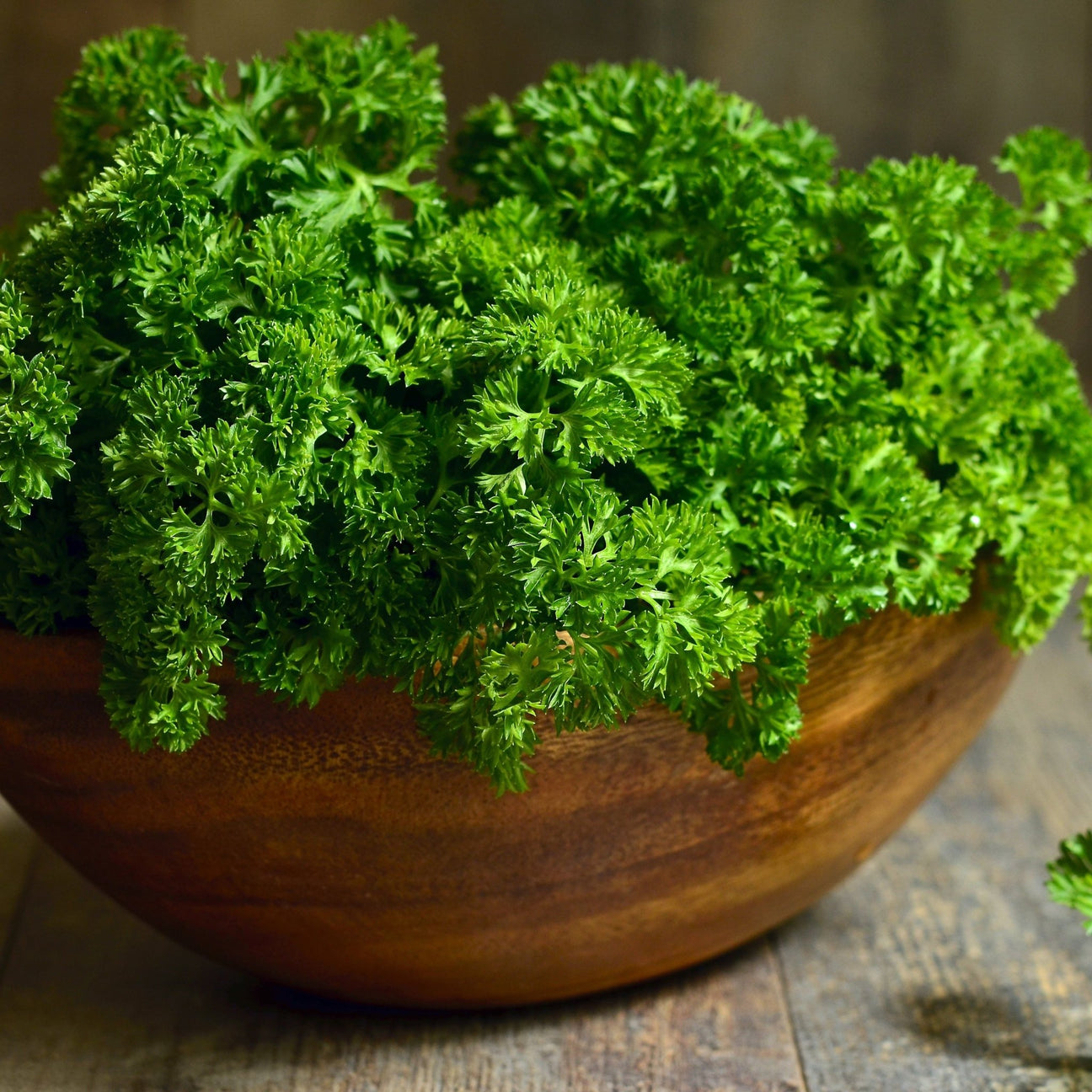 Parsley Seeds - Triple Moss Curled - Alliance of Native Seedkeepers - Herb Seeds