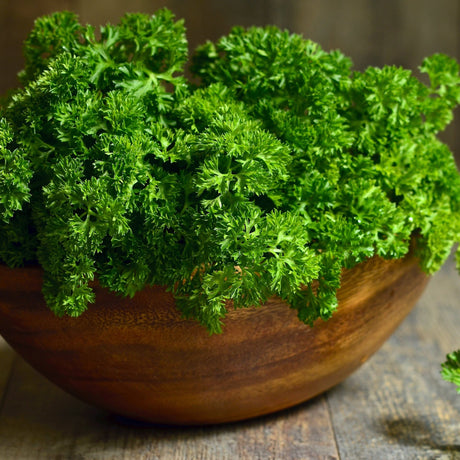 Parsley Seeds - Triple Moss Curled - Alliance of Native Seedkeepers - Herb Seeds