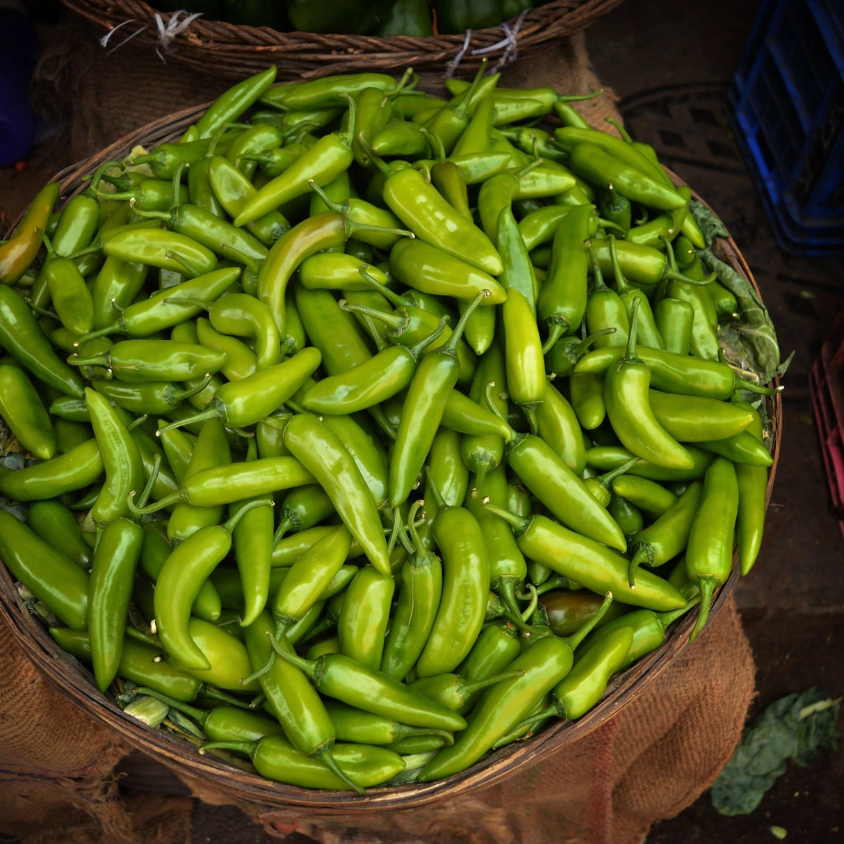 Pepper Seeds - Hot - Big Jim - Alliance of Native Seedkeepers - Vegetable Seeds