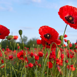 Poppy Seeds - American Legion - Alliance of Native Seedkeepers - Flower Seeds