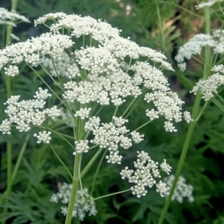 Anise Seeds Alliance of Native Seedkeepers