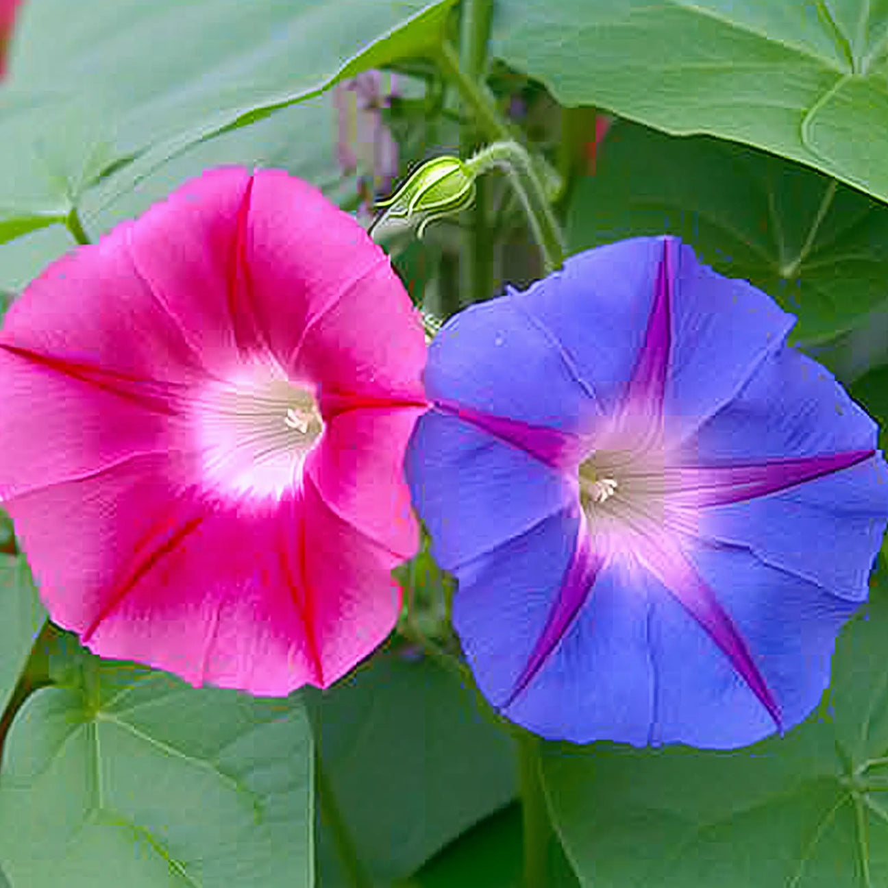 Morning Glory Seeds - Mixed Colors Alliance of Native Seedkeepers