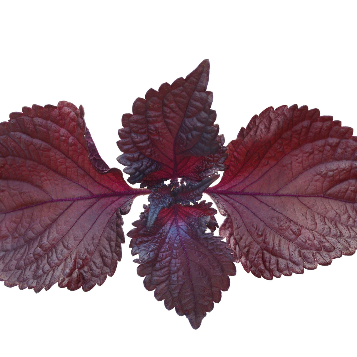 Shiso Seeds - Murasakino - Alliance of Native Seedkeepers - Herb Seeds