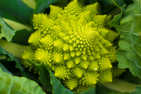 Cauliflower Seeds - Romanesco Italia Alliance of Native Seedkeepers