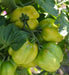 Tomato Seeds - Stuffer Green Alliance of Native Seedkeepers