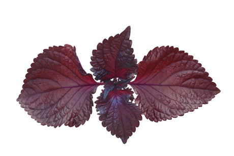 Shiso Seeds - Murasakino