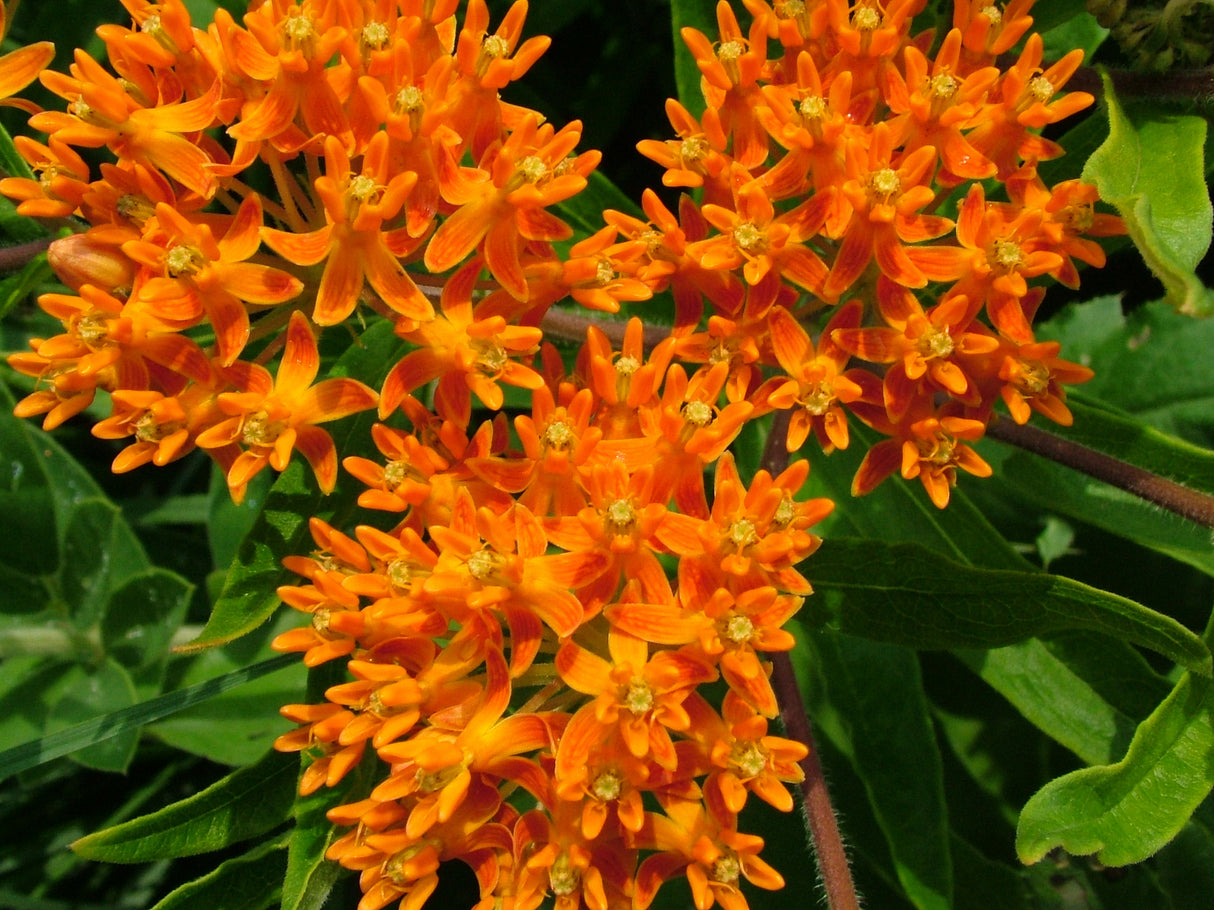 Asclepias Seeds - Butterfly Feed Milkweed