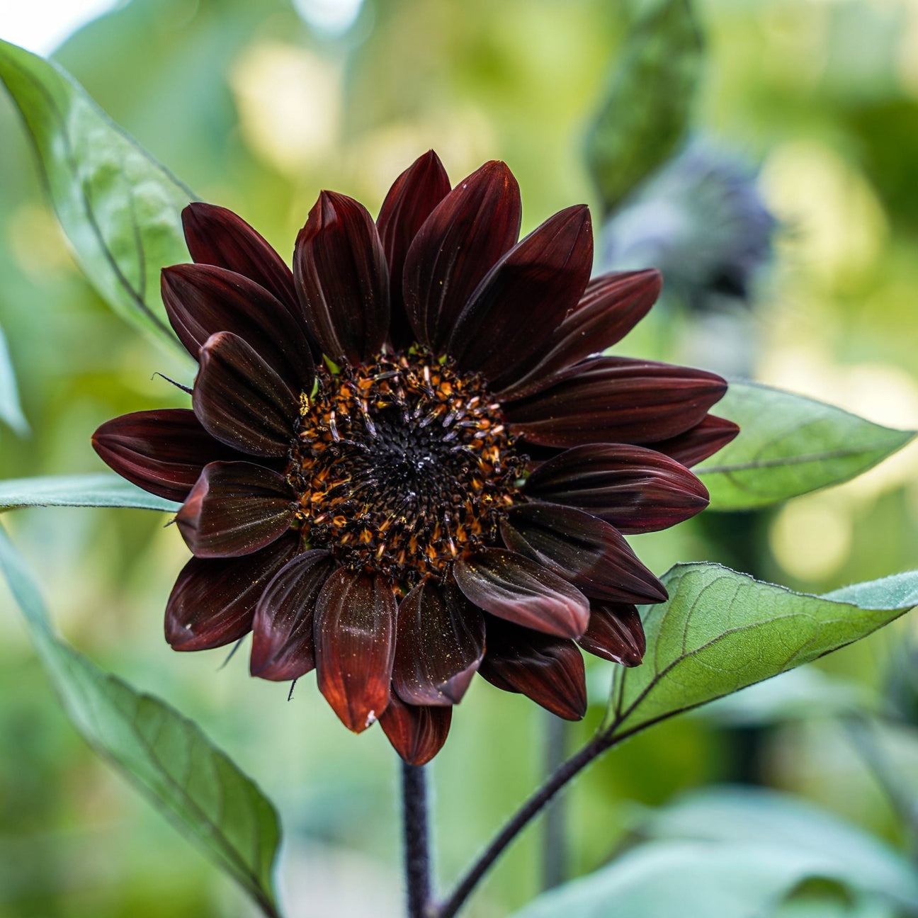 Sunflower Seeds - Chocolate Cherry - Alliance of Native Seedkeepers - Flower Seeds