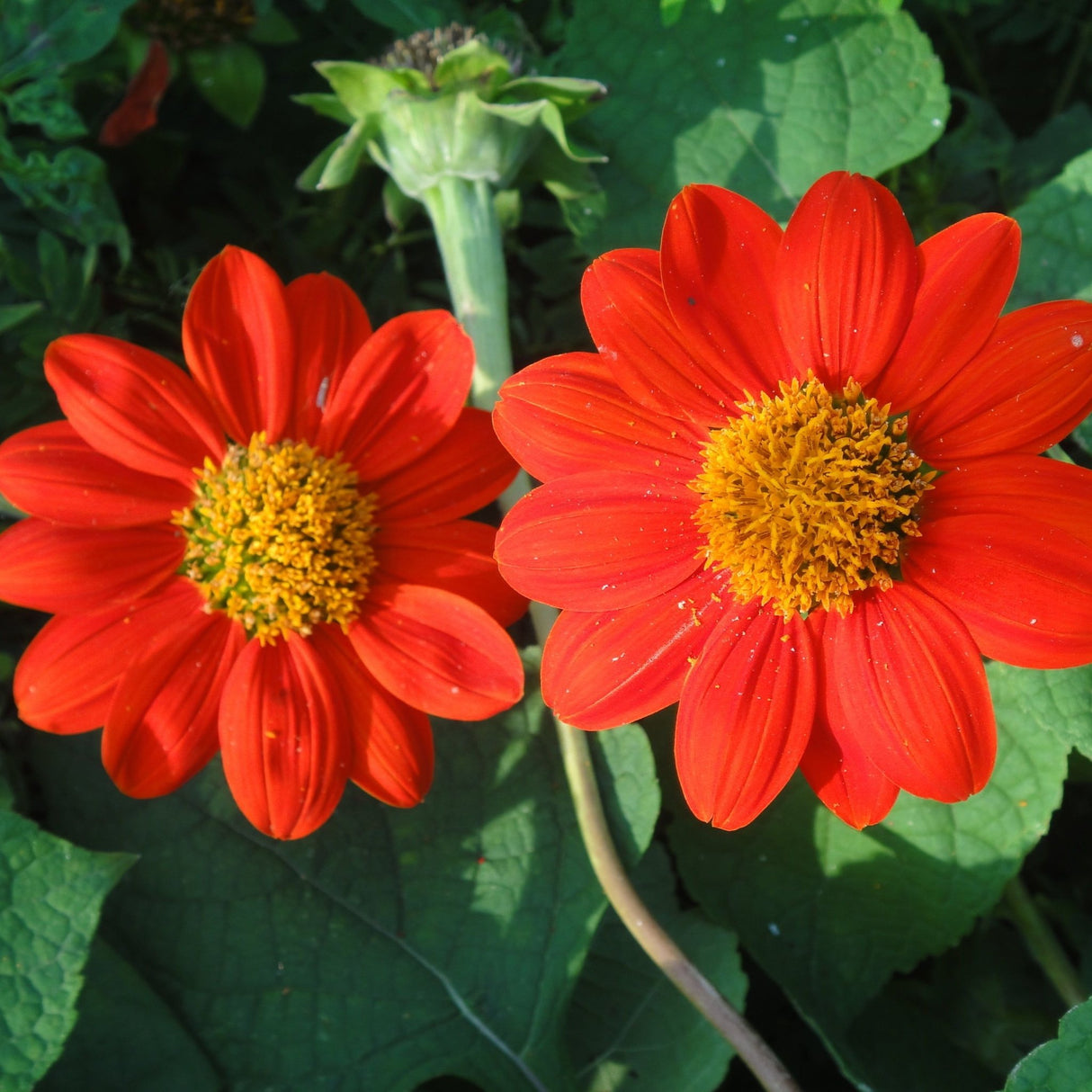 Sunflower Seeds - Mexican Red Torch - Alliance of Native Seedkeepers - Flower Seeds