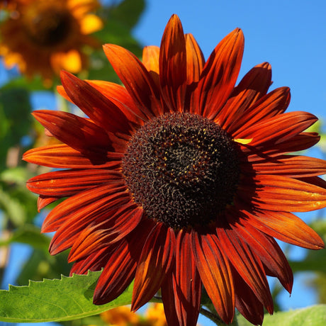 Sunflower Seeds - Velvet Queen - Alliance of Native Seedkeepers - Flower Seeds