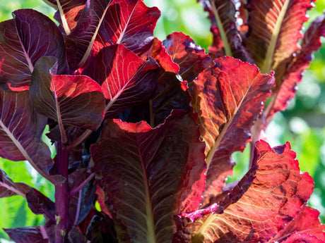 Lettuce Seeds - Super Red Romaine Alliance of Native Seedkeepers