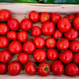 Tomato Seeds - Indeterminate - Manitoba Heirloom Standard - Alliance of Native Seedkeepers - Vegetable Seeds