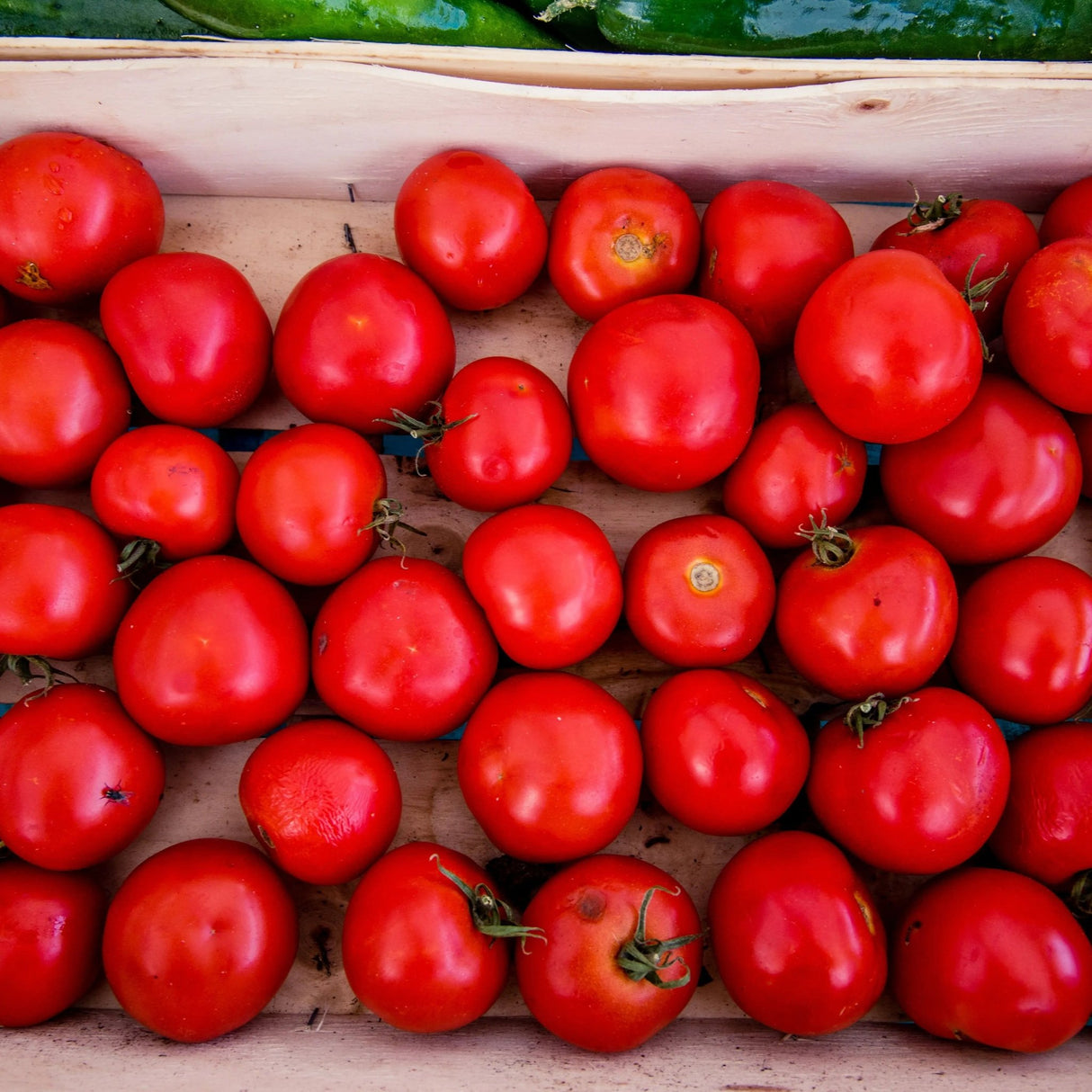 Tomato Seeds - Indeterminate - Manitoba Heirloom Standard - Alliance of Native Seedkeepers - Vegetable Seeds