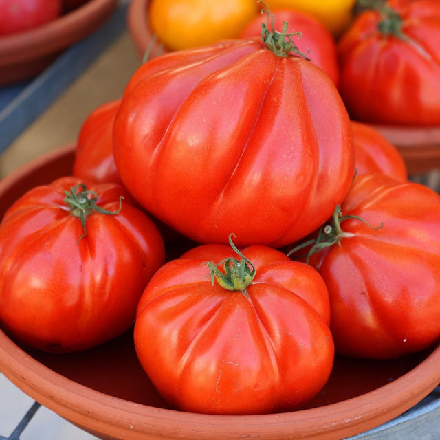 Tomato Seeds - Indeterminate - Mortgage Lifter Beefsteak - Alliance of Native Seedkeepers - Vegetable Seeds