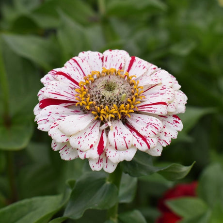 Zinnia Seeds - Peppermint Stick - Alliance of Native Seedkeepers - Flower Seeds