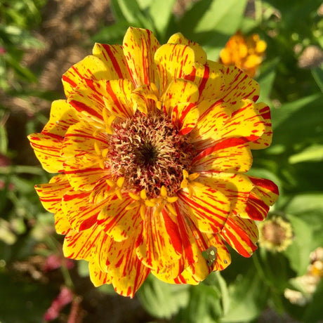 Zinnia Seeds - Peppermint Stick - Alliance of Native Seedkeepers - Flower Seeds