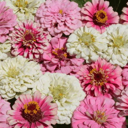 Zinnia Seeds - Strawberry Parfait Mix - Alliance of Native Seedkeepers - Flower Seeds