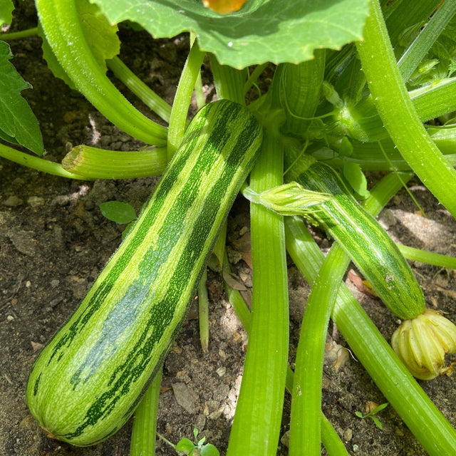 Zucchini Seeds - Vining - Cocozelle - Alliance of Native Seedkeepers - Vegetable Seeds