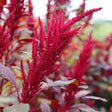 Amaranth Seeds - Red Garnet Seeds - Alliance of Native Seedkeepers - 5. Cover Crops & Grains