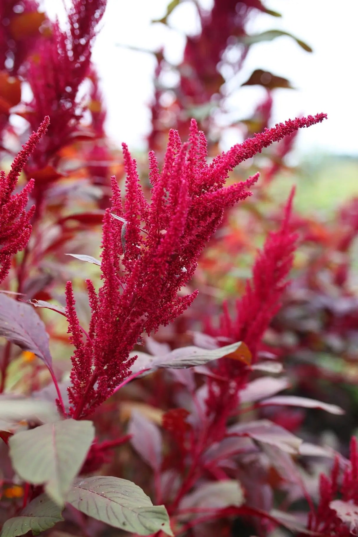 Amaranth Seeds - Red Garnet Seeds - Alliance of Native Seedkeepers - 5. Cover Crops & Grains