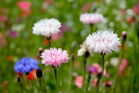 Bachelor's Button - Mixed Seeds - Alliance of Native Seedkeepers - 3. All Flowers