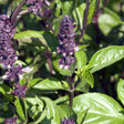 Basil Seeds - Cinnamon - Alliance of Native Seedkeepers - Basil